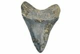 Serrated, Juvenile Megalodon Tooth - Georgia #339893-1